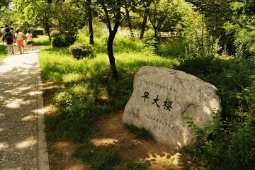 早大樱