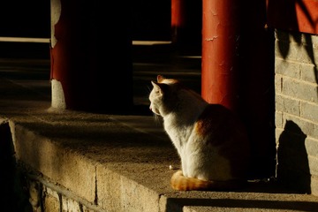 独坐夕阳