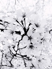 DFBB1133-34D0-4EE7-AE78-5775F54EE2CD/L0/001