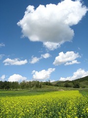 这片土地的景