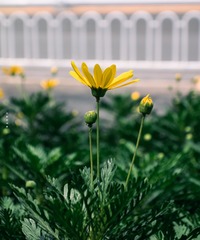 1000015667