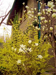 后花园