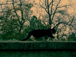 猫园