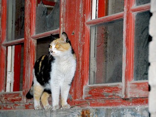猫