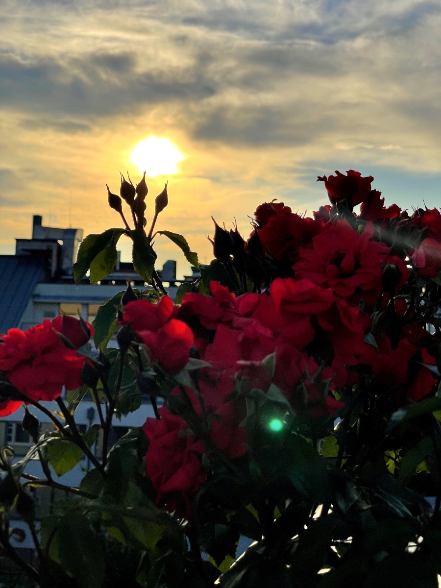 夕阳下的月季