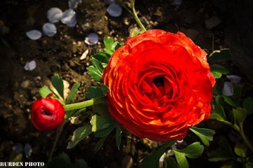 IMG_9037.jpg