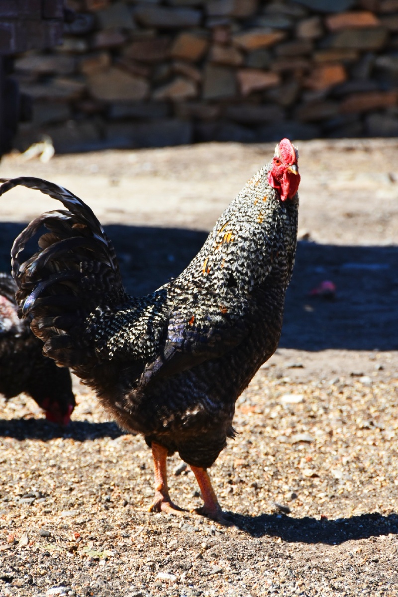 农家小院里的花公鸡