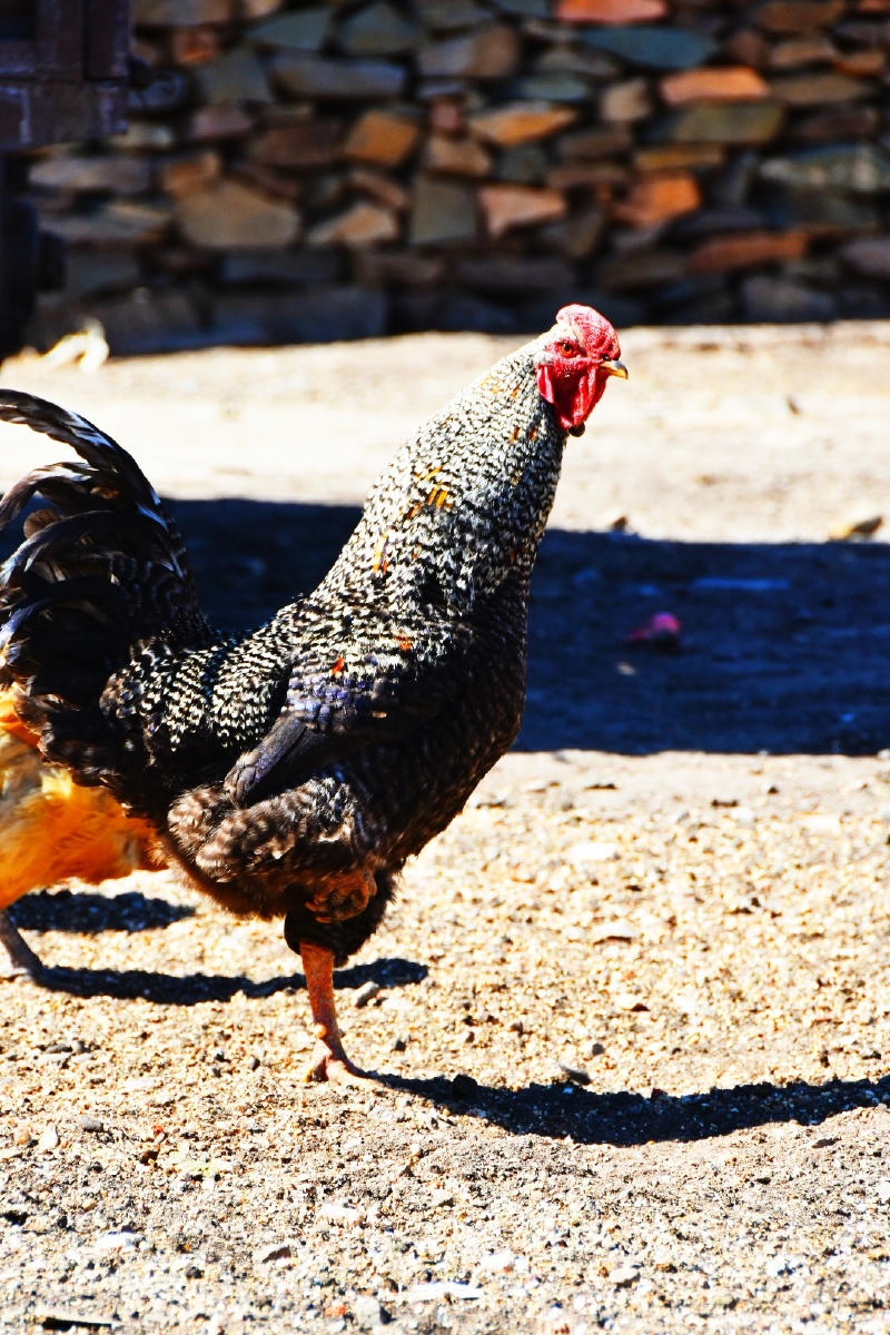 农家小院里的花公鸡