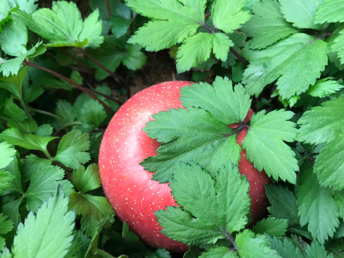 梦到大红苹果是胎梦吗,年轻人士多梦大红苹果预示近期财运极佳