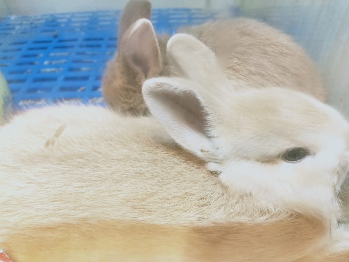 这些小动物真可爱可爱