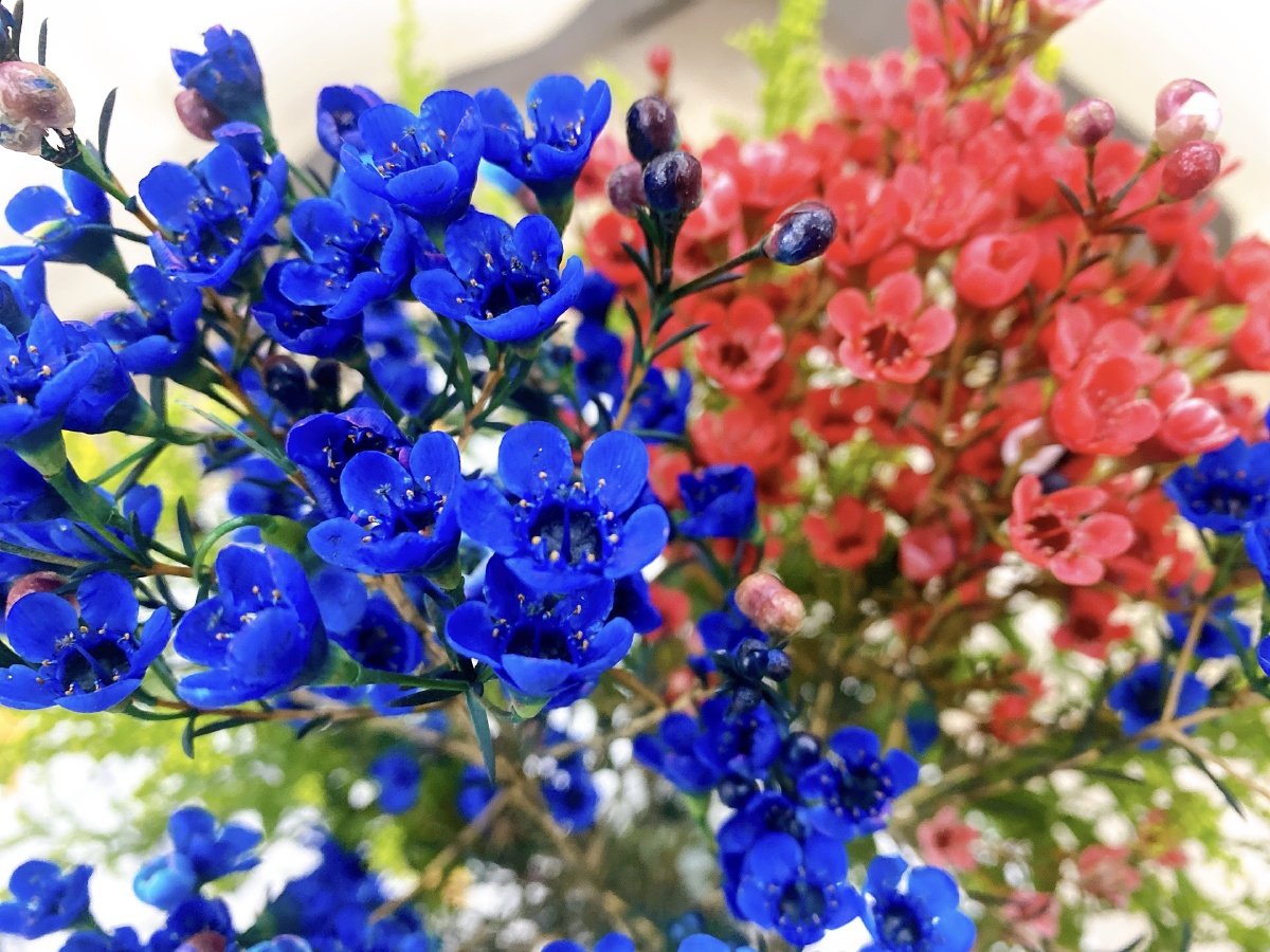 澳梅- liangwenxi - 图虫