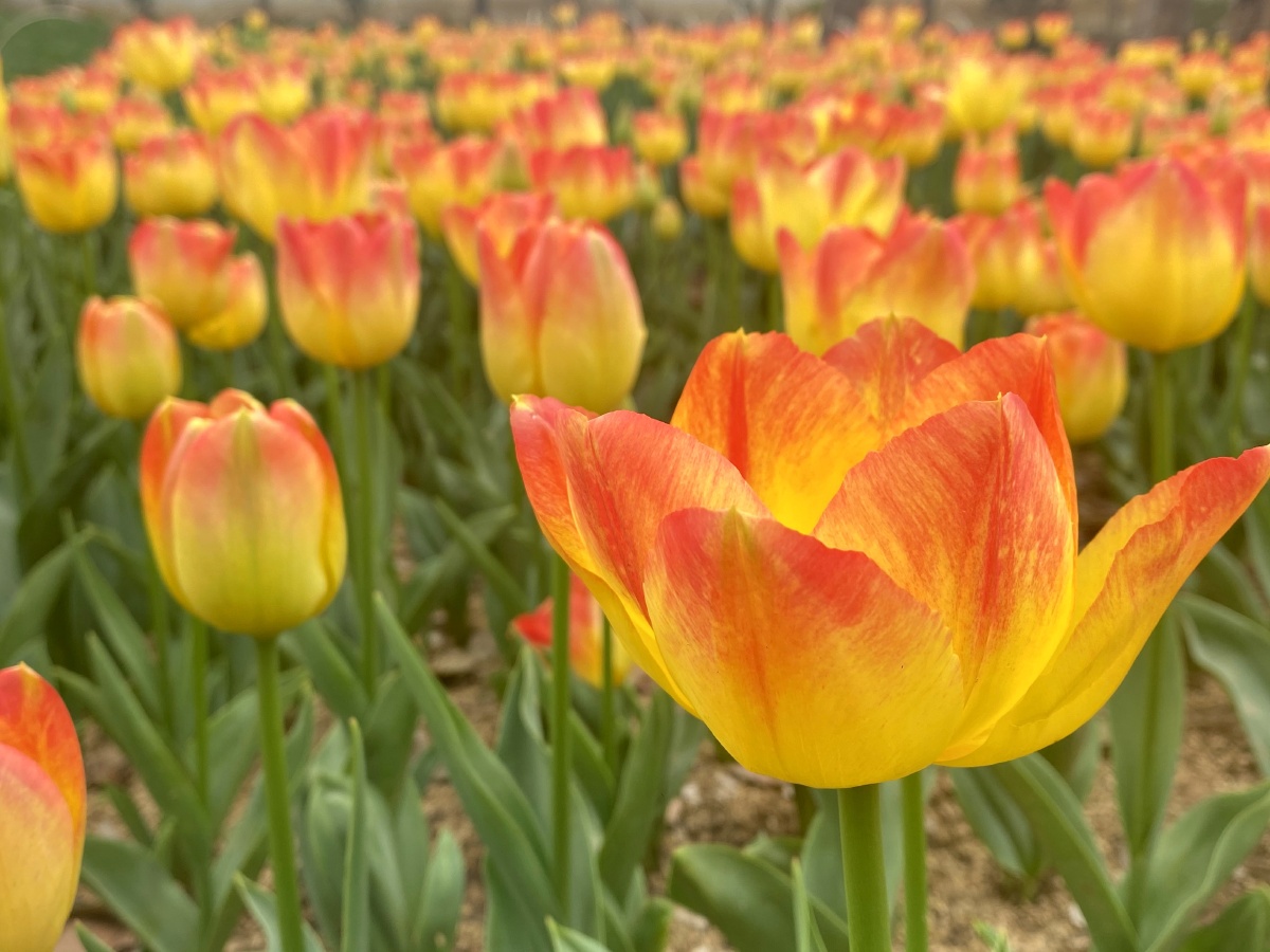 梅园的七彩郁金香