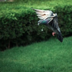 IMG_9921-2.JPG