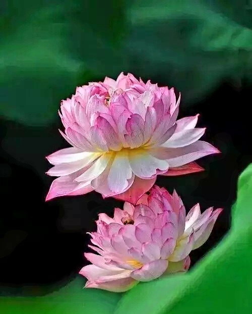 我爱花草 - 图虫