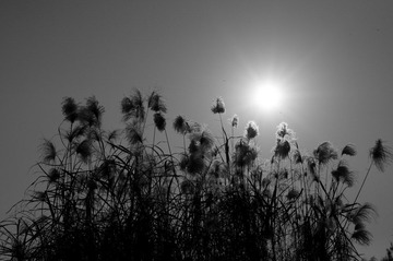 DSC_0421.jpg