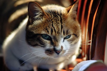 DSCF8704.jpg