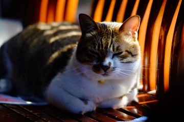 DSCF8698.jpg
