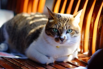 DSCF8699.jpg