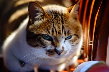 DSCF8704.jpg