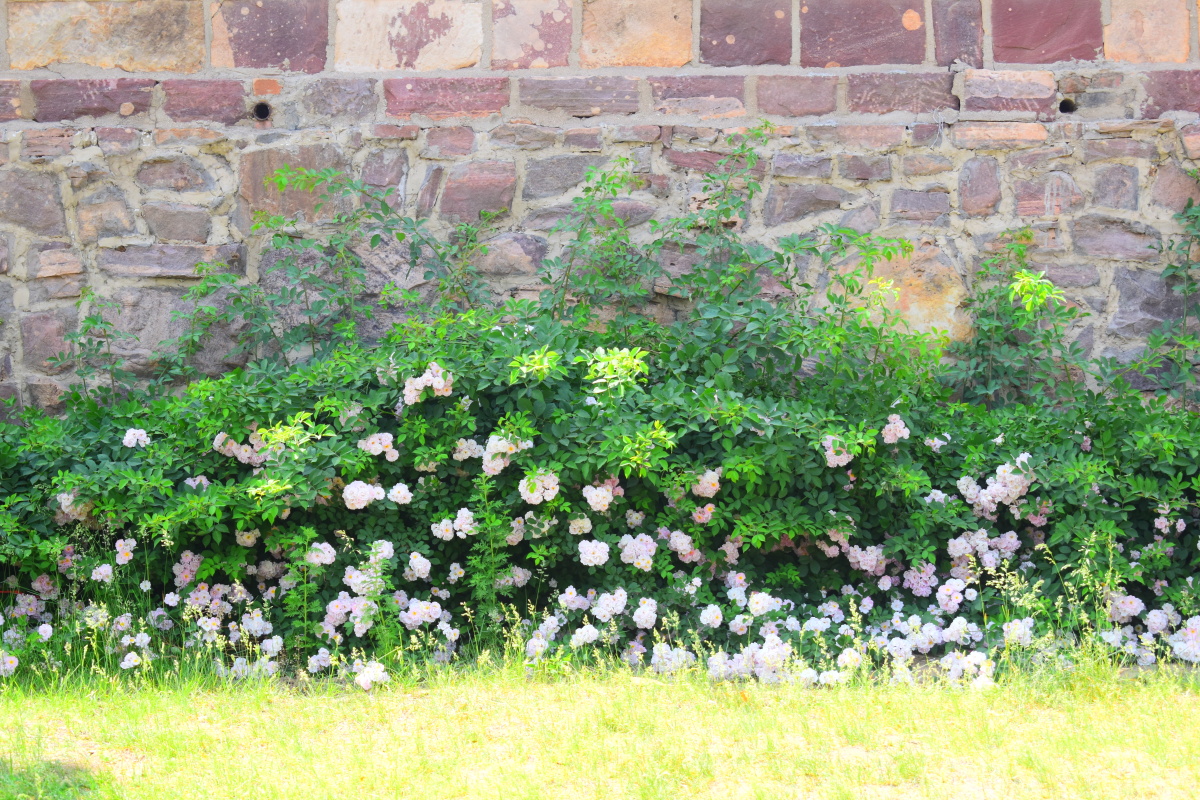 墙角的蔷薇花你好吗