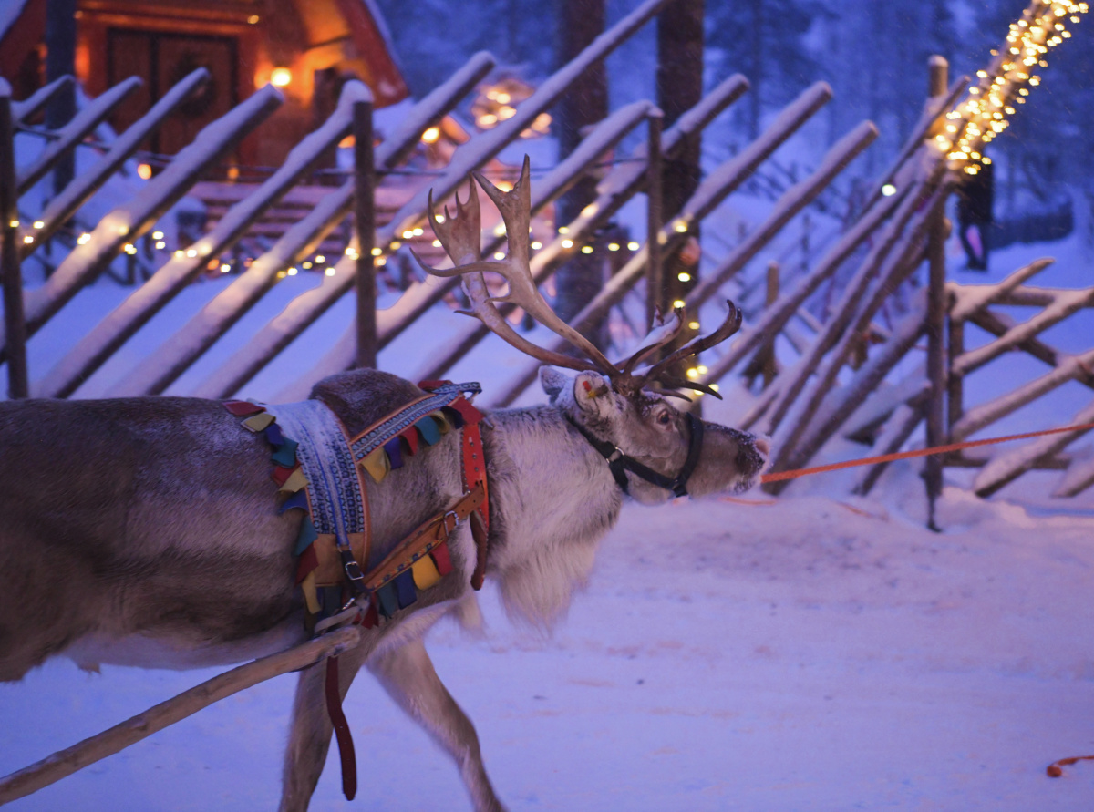 芬兰圣诞老人村麋鹿