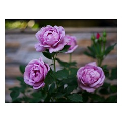 DCAF5AAF-80F6-4B54-A932-9C5CC2EDA51E/L0/001