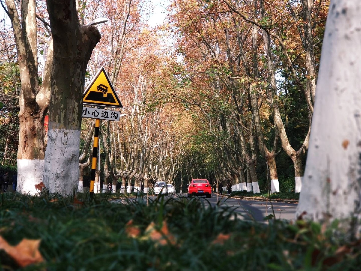 中山陵秋去往中山陵的梧桐路