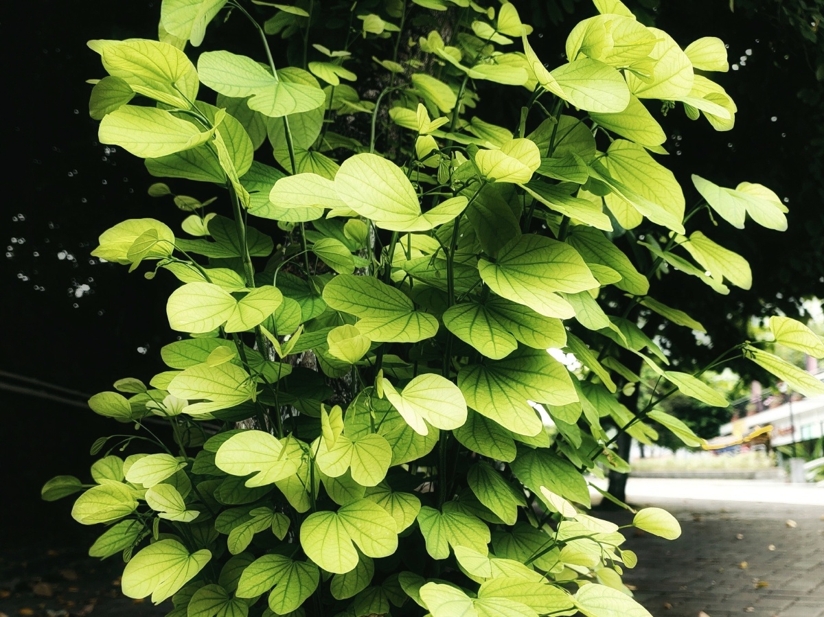 路边随拍:一簇绿色