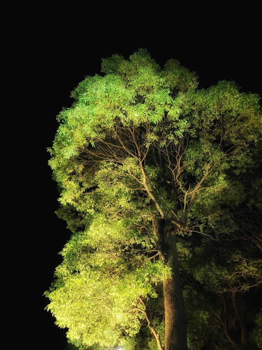 路灯映照下的樟树