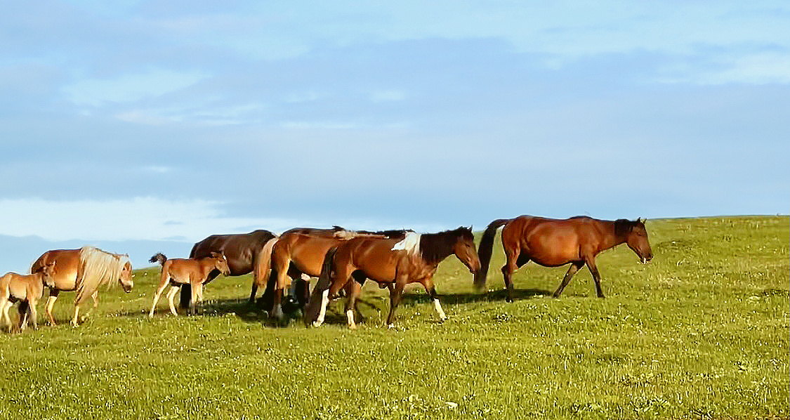 早起的马儿有草吃