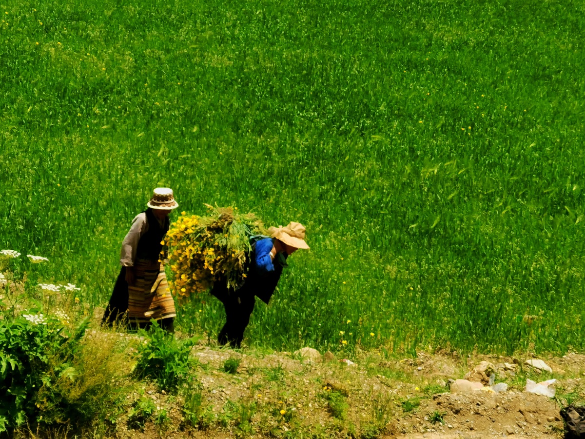 收割油菜花的藏民