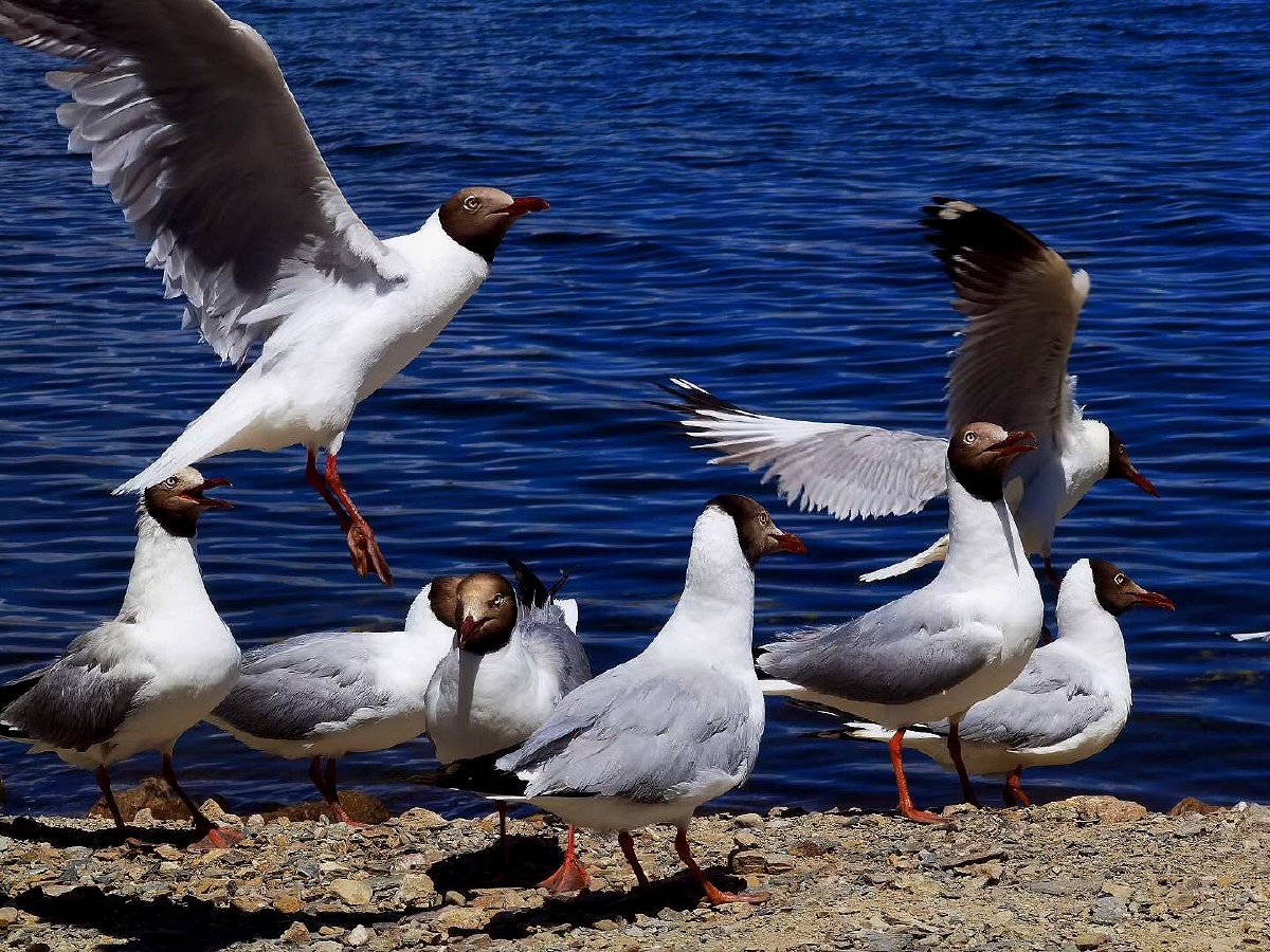 班公湖美丽的海鸥