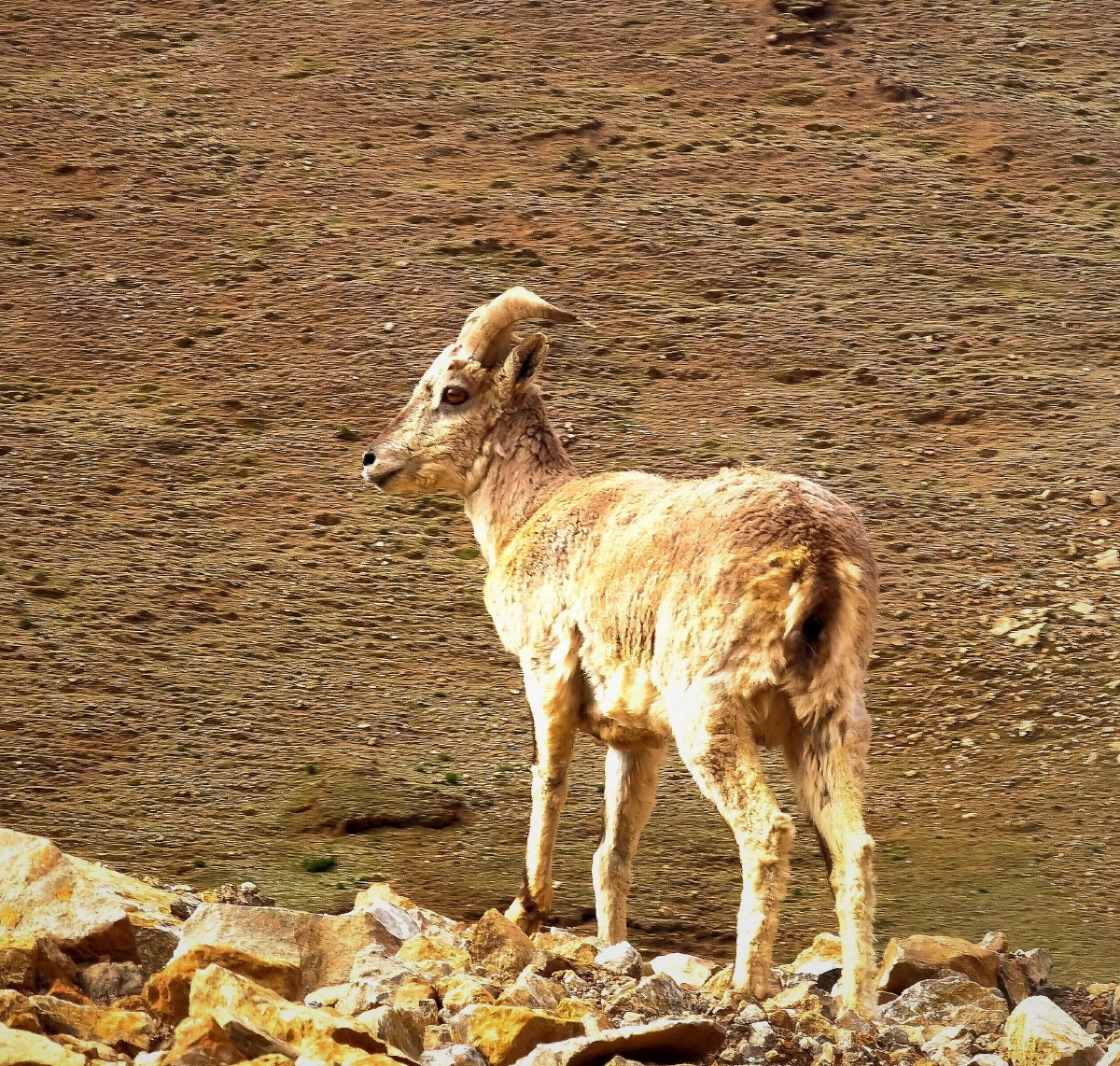西藏岩羊