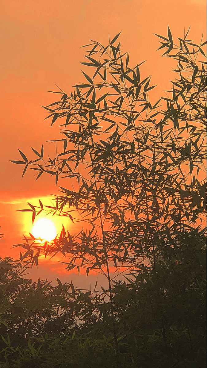 山际见来烟竹中窥落日