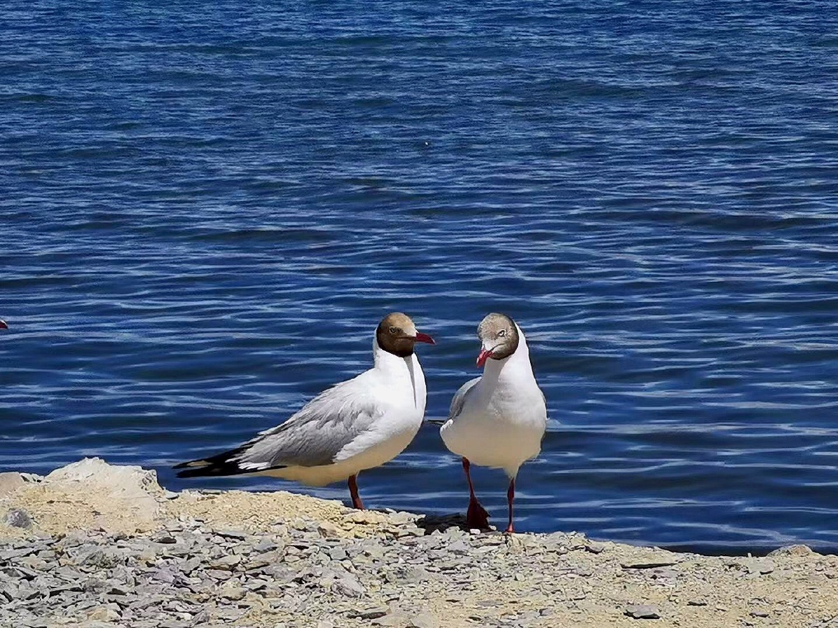 班公湖美丽的海鸥