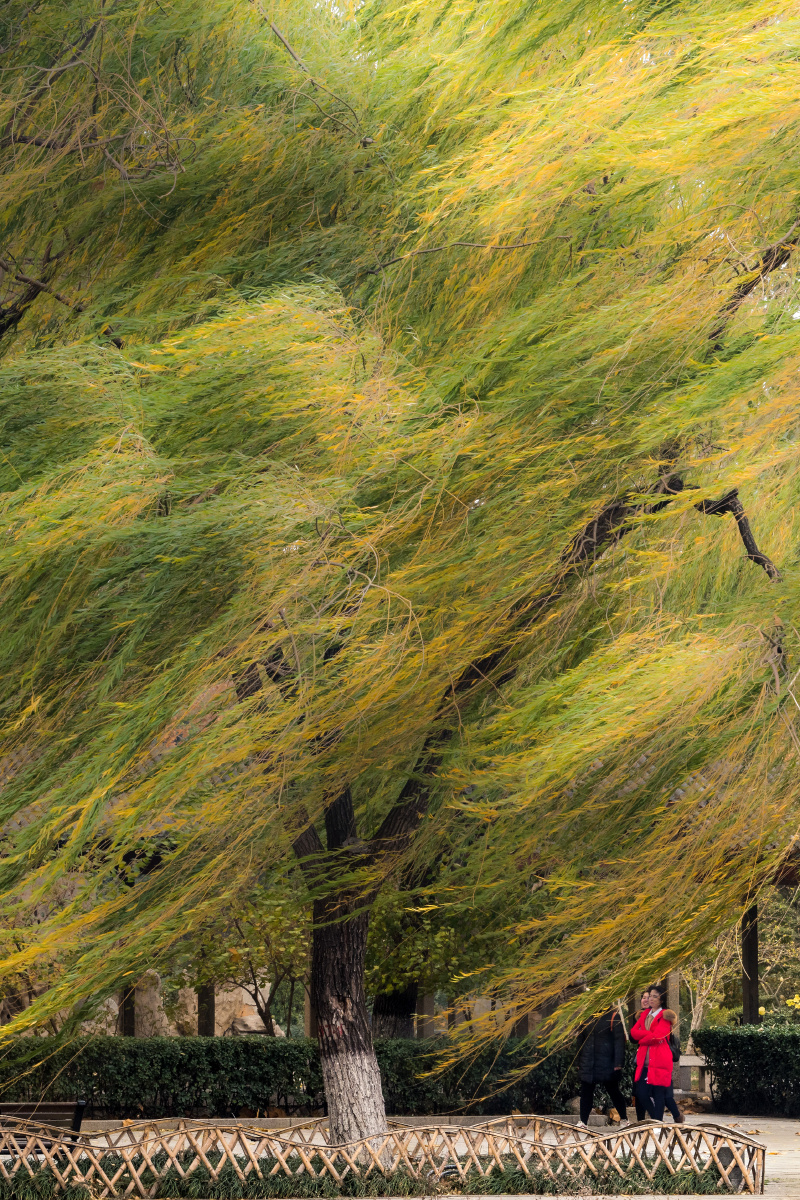 昨夜西风凋碧树 - 张洪举 - 图虫网 - 最好的摄影