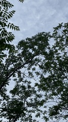 85203359-BEE0-4E54-BA08-5FC027F906AF/L0/001