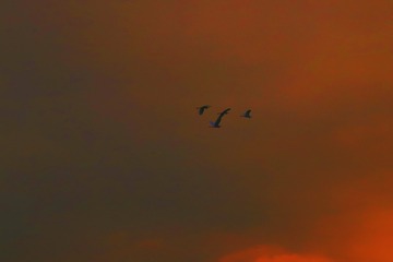 E3876CF9-B87E-4477-945E-43000B99897F/L0/001
