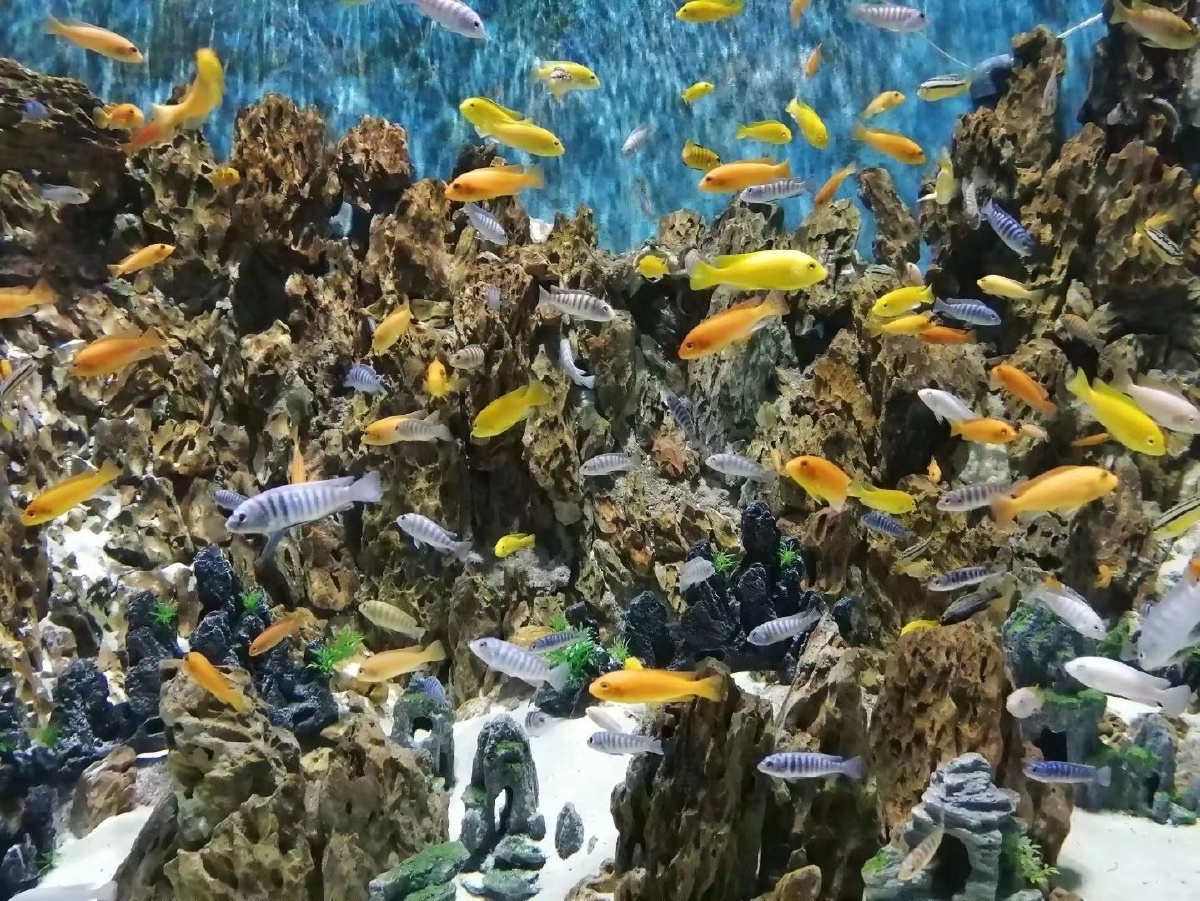 多姿多彩的小鱼儿