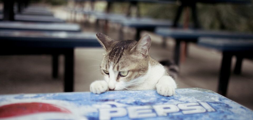 文山湖猫<br />
