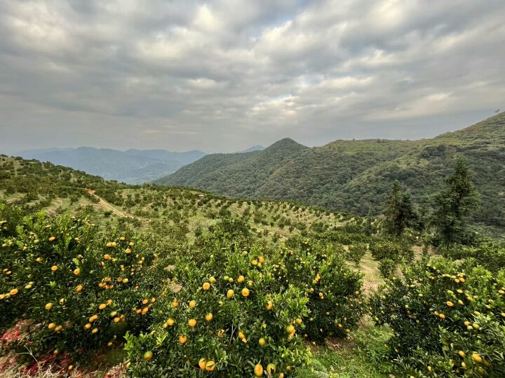 桔子园 - 山中美景162034938546777 - 图虫