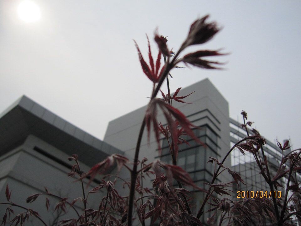 植物。。<br />
