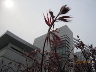 植物。。
