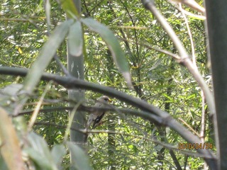 鸟儿