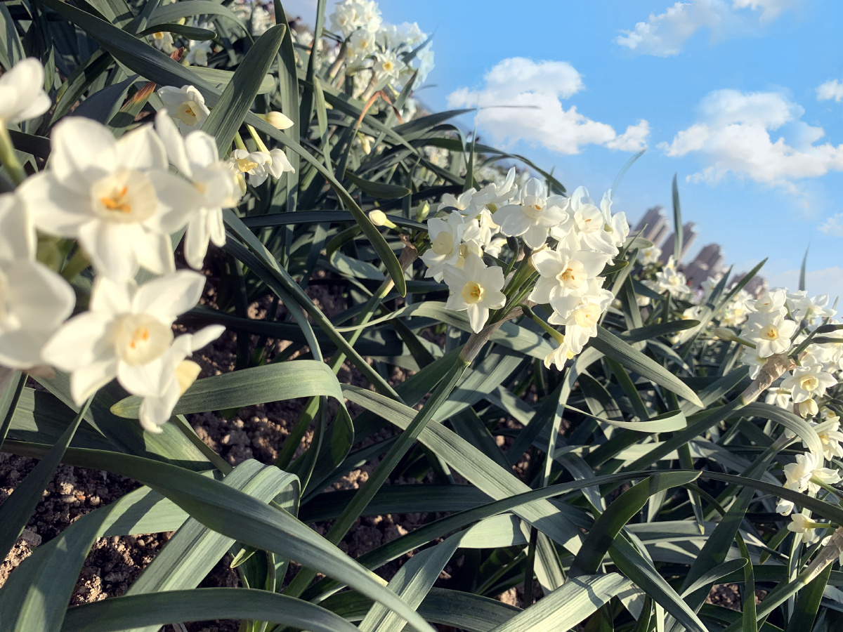 水仙花之乡拍的龙海市龙海市九湖镇. - 木子学摄影 - 图虫
