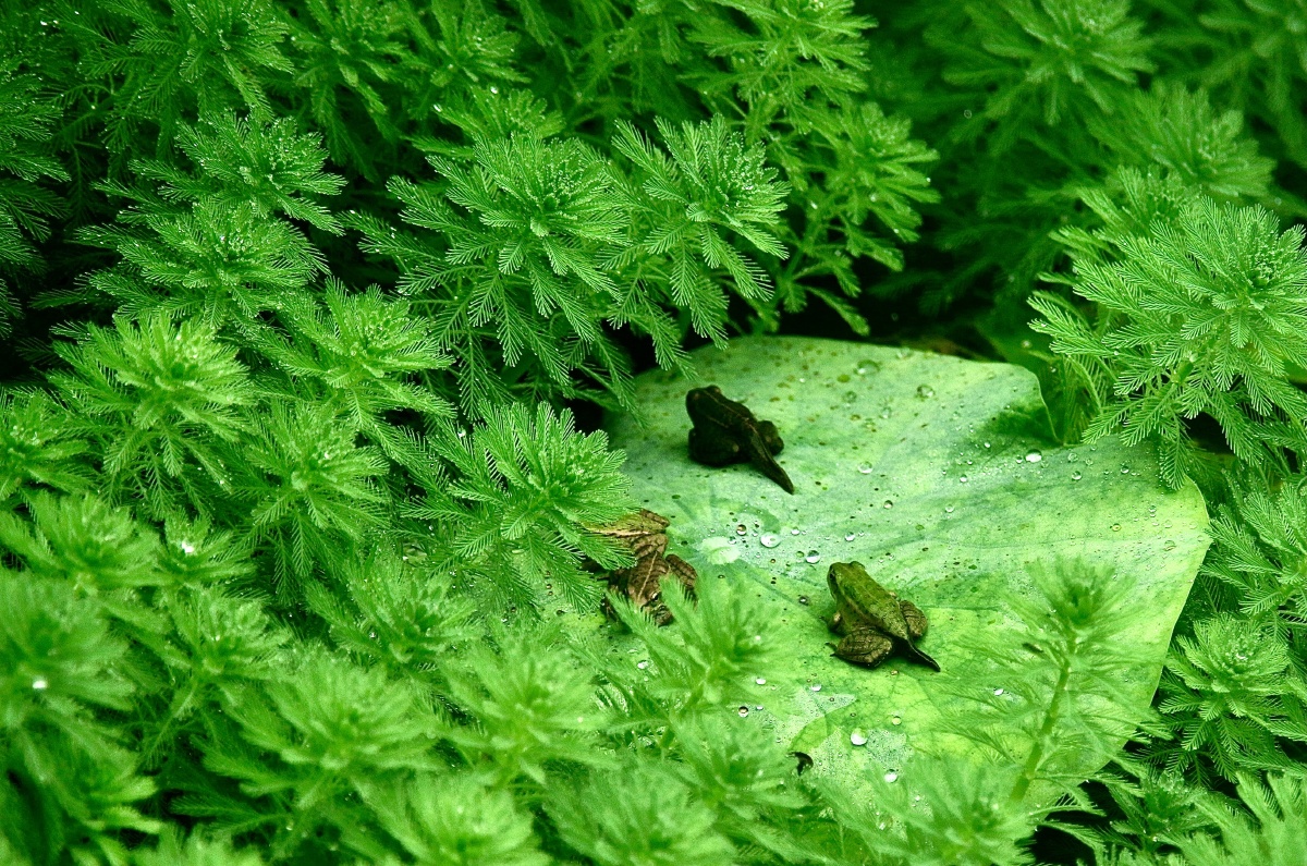 正在蜕变的青蛙家庭