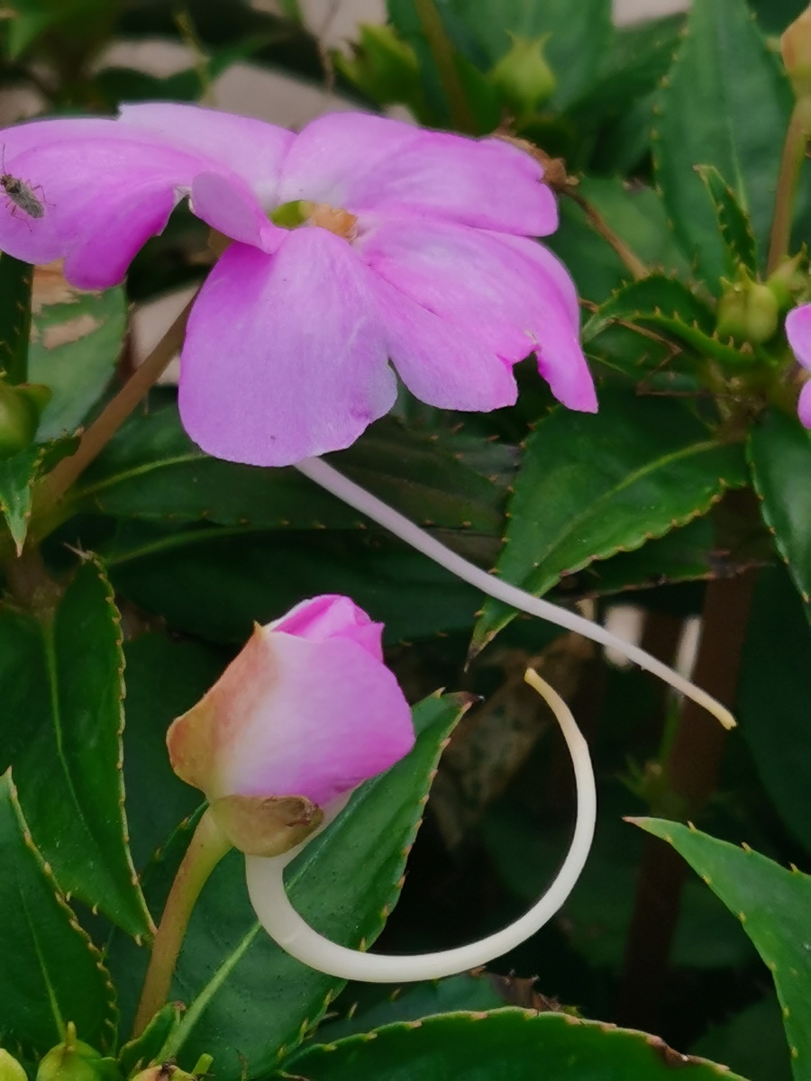 睫毛萼凤仙花,您见过吗?我是初见哦()