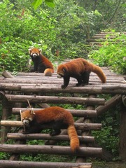20080717三只浣熊成都熊猫生态公园