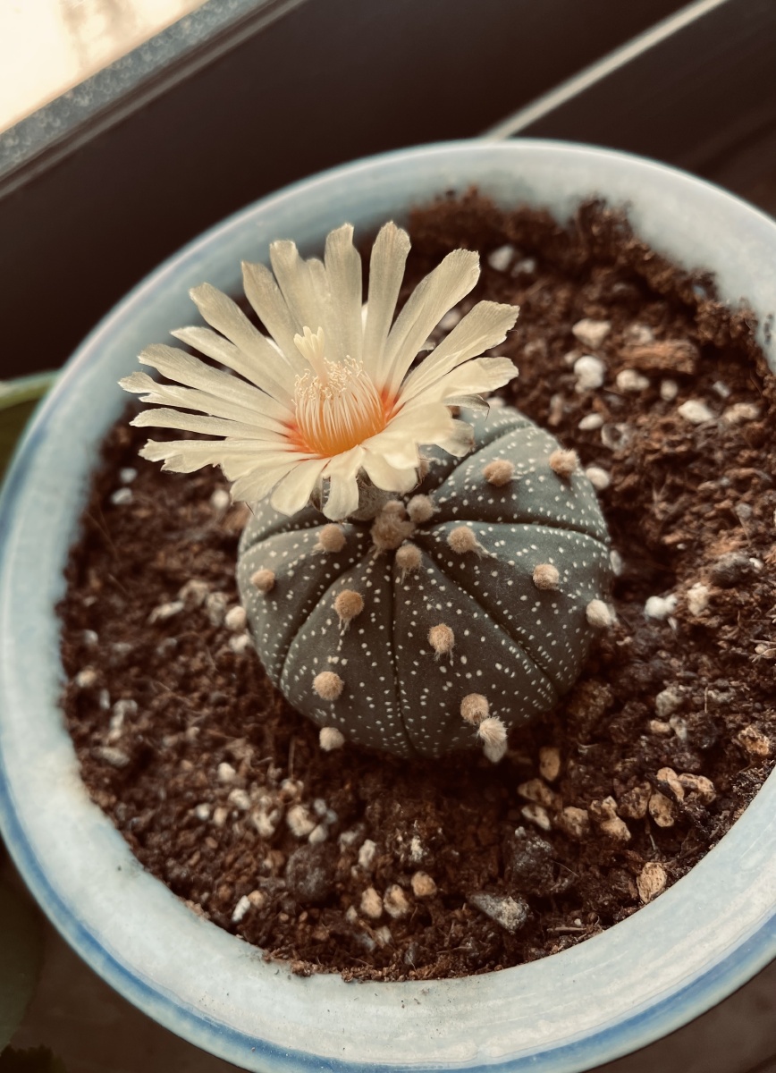 星兜开花啦