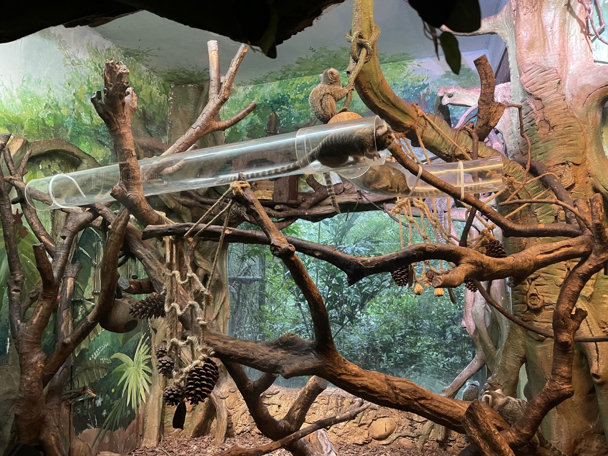 广州长隆野生动物园 - 朱某圆子 - 图虫